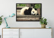 süßer kleiner Pandabär auf Leinwandbild gerahmt verschiedene Größen im Wohnzimmer