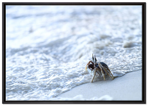 kleine Krabbe am Strand auf Leinwandbild gerahmt Größe 100x70