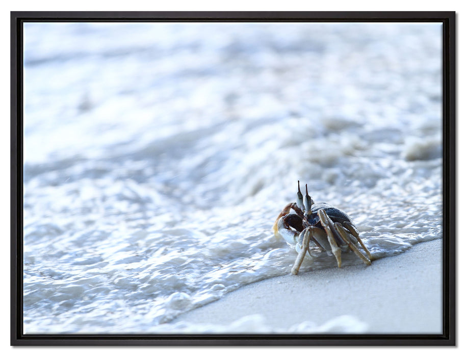 kleine Krabbe am Strand auf Leinwandbild gerahmt Größe 80x60