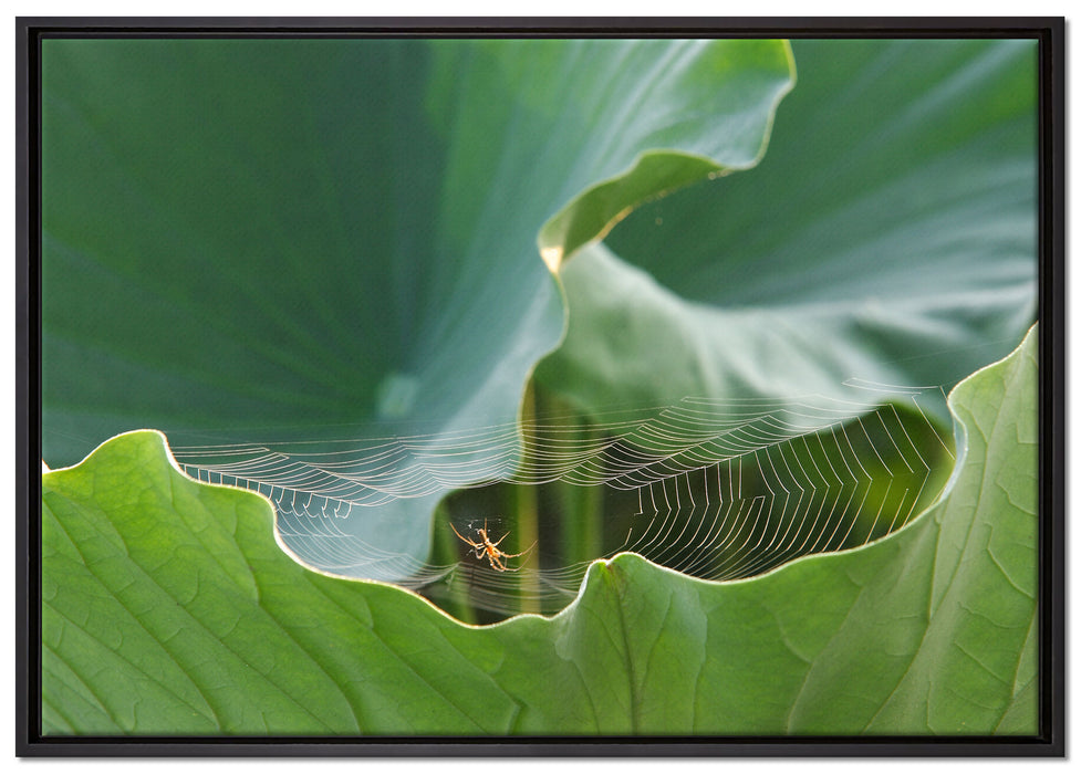 Spinnennetz zwischen Blättern auf Leinwandbild gerahmt Größe 100x70