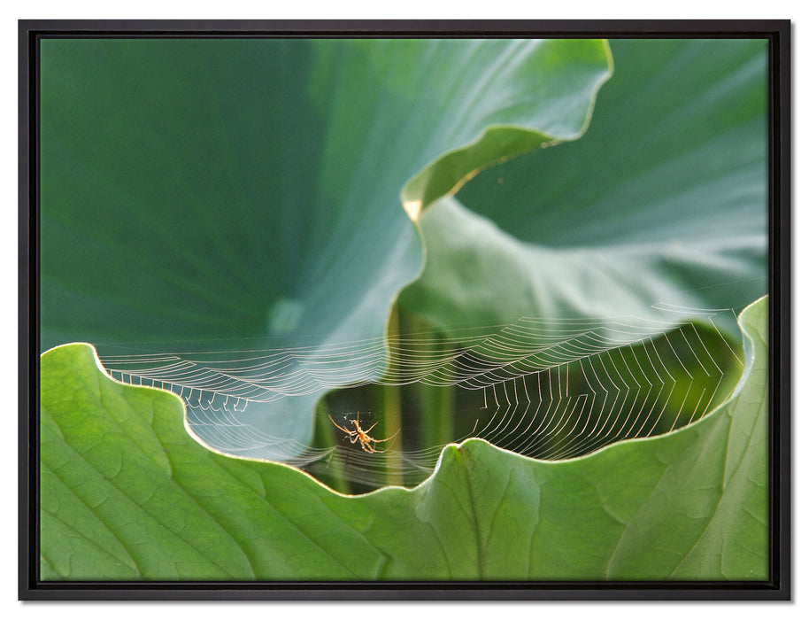 Spinnennetz zwischen Blättern auf Leinwandbild gerahmt Größe 80x60