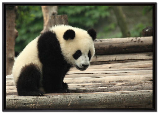 Panda auf Holzstämmen auf Leinwandbild gerahmt Größe 100x70