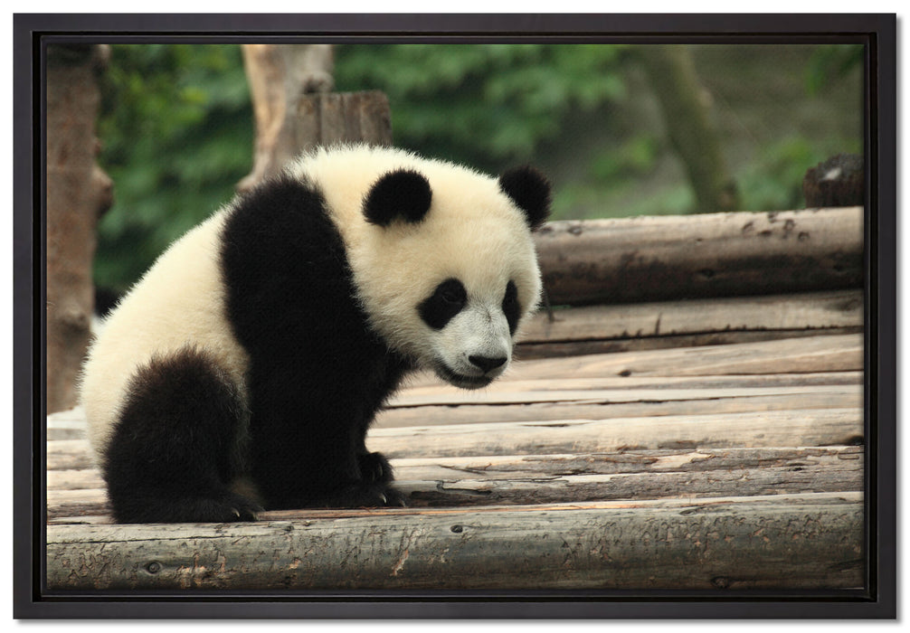 Panda auf Holzstämmen auf Leinwandbild gerahmt Größe 60x40