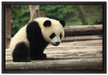 Panda auf Holzstämmen auf Leinwandbild gerahmt Größe 60x40