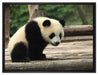 Panda auf Holzstämmen auf Leinwandbild gerahmt Größe 80x60