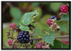 kleiner Frosch auf Brombeerstrauch auf Leinwandbild gerahmt Größe 100x70