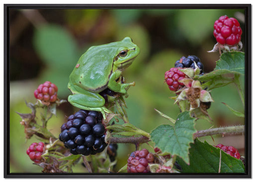 kleiner Frosch auf Brombeerstrauch auf Leinwandbild gerahmt Größe 100x70