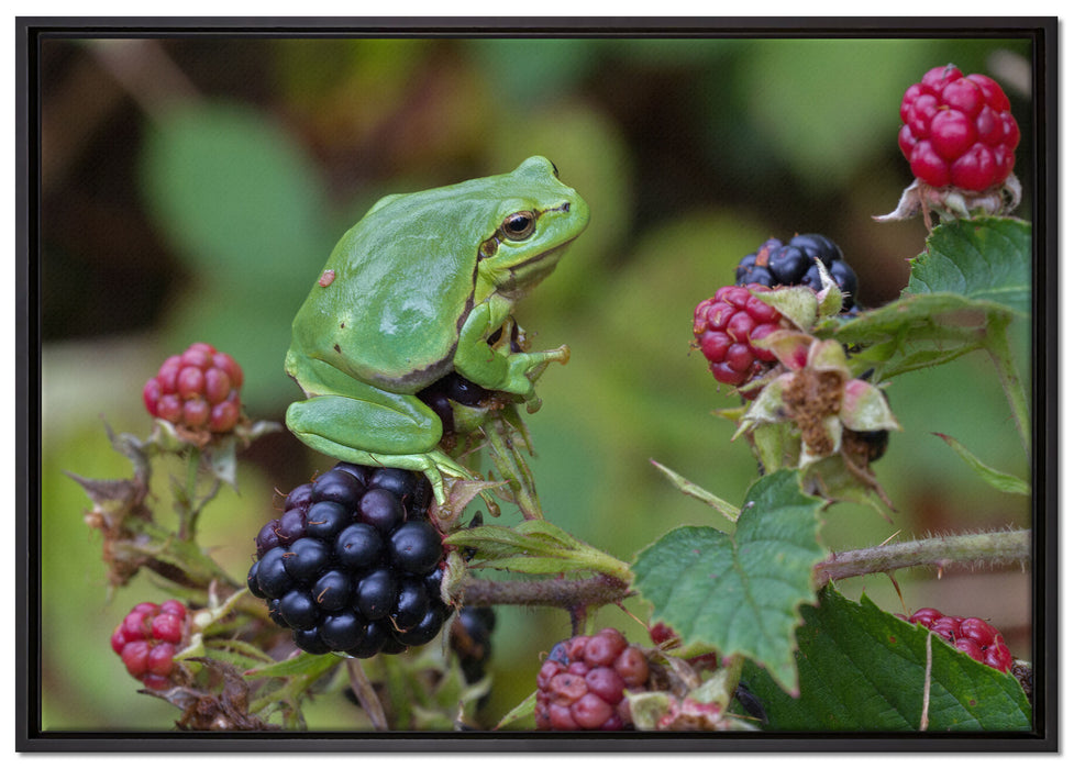 kleiner Frosch auf Brombeerstrauch auf Leinwandbild gerahmt Größe 100x70