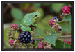 kleiner Frosch auf Brombeerstrauch auf Leinwandbild gerahmt Größe 60x40