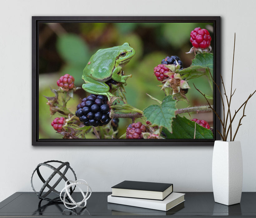 kleiner Frosch auf Brombeerstrauch auf Leinwandbild gerahmt mit Kirschblüten