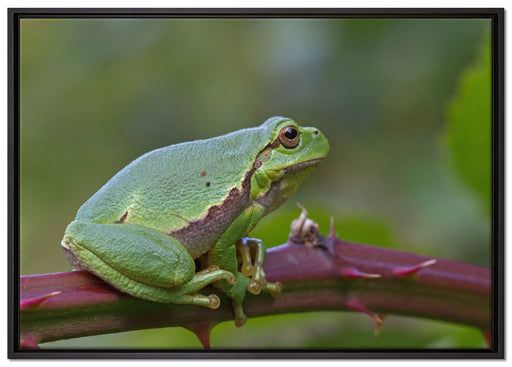kleiner Frosch auf Dornenast auf Leinwandbild gerahmt Größe 100x70