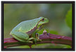 kleiner Frosch auf Dornenast auf Leinwandbild gerahmt Größe 60x40