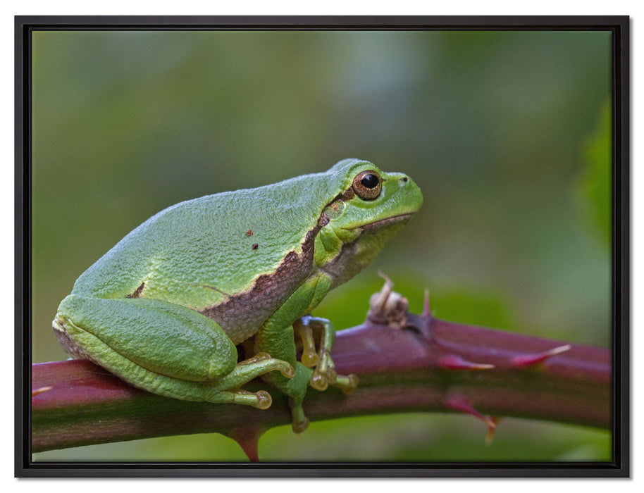 kleiner Frosch auf Dornenast auf Leinwandbild gerahmt Größe 80x60