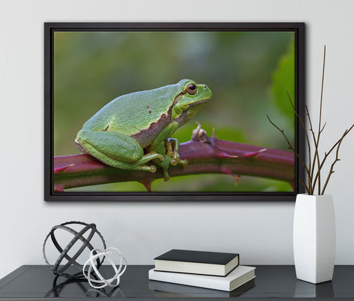 kleiner Frosch auf Dornenast auf Leinwandbild gerahmt mit Kirschblüten