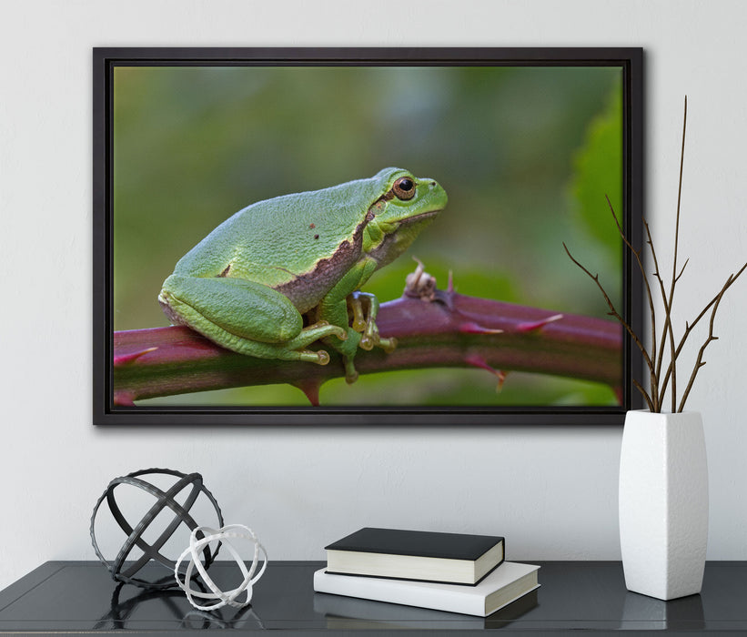 kleiner Frosch auf Dornenast auf Leinwandbild gerahmt mit Kirschblüten