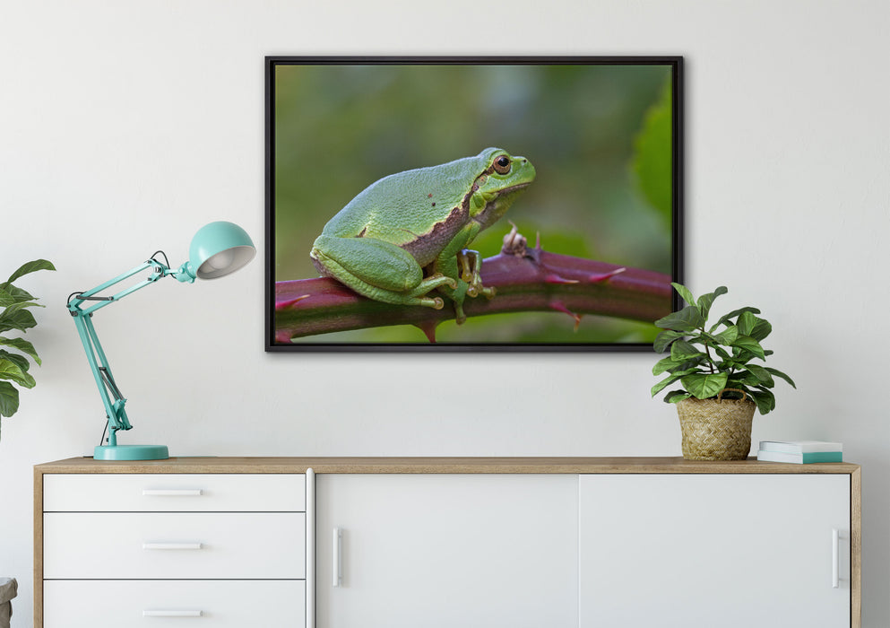 kleiner Frosch auf Dornenast auf Leinwandbild gerahmt verschiedene Größen im Wohnzimmer