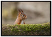 Eichhörnchen hinter Baumstamm auf Leinwandbild gerahmt Größe 100x70