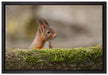 Eichhörnchen hinter Baumstamm auf Leinwandbild gerahmt Größe 60x40