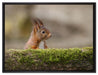 Eichhörnchen hinter Baumstamm auf Leinwandbild gerahmt Größe 80x60