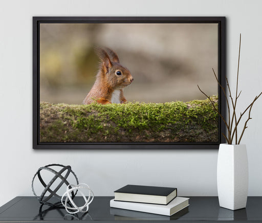 Eichhörnchen hinter Baumstamm auf Leinwandbild gerahmt mit Kirschblüten