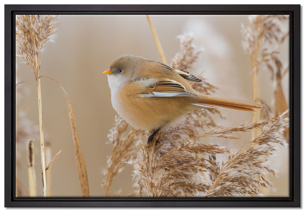 kleiner Vogel auf Weizen auf Leinwandbild gerahmt Größe 60x40