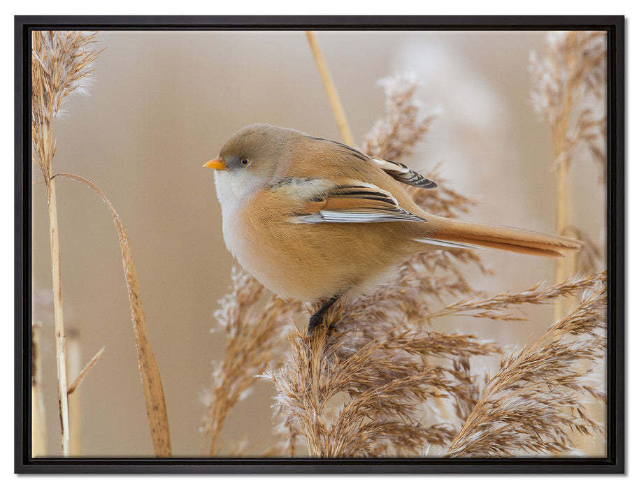 kleiner Vogel auf Weizen auf Leinwandbild gerahmt Größe 80x60