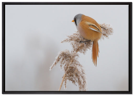 Vogel auf Weizen im Winter auf Leinwandbild gerahmt Größe 100x70