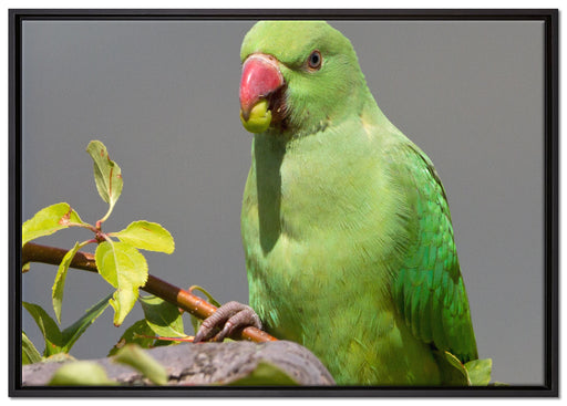 Halsbandsittich beim Essen auf Leinwandbild gerahmt Größe 100x70