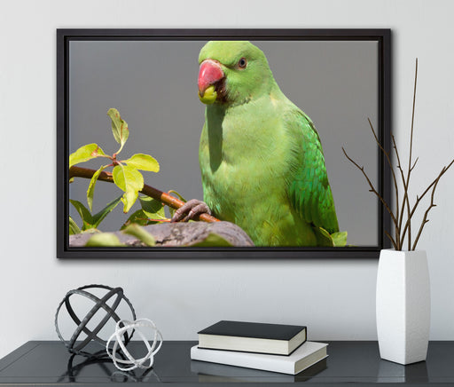 Halsbandsittich beim Essen auf Leinwandbild gerahmt mit Kirschblüten