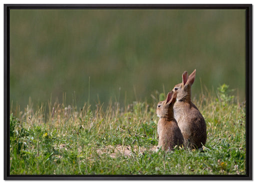 zwei Häschen auf Frühlingswiese auf Leinwandbild gerahmt Größe 100x70
