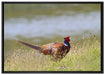 Fasan auf Frühlingswiese auf Leinwandbild gerahmt Größe 100x70