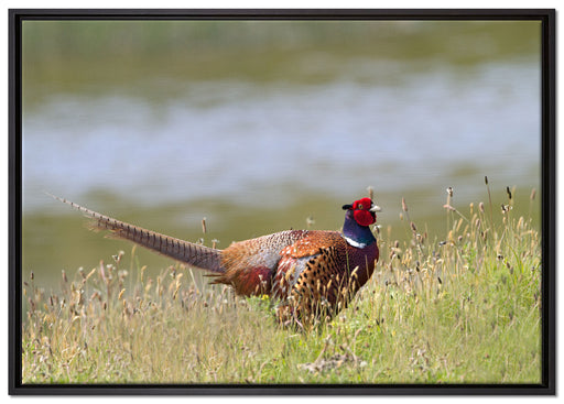 Fasan auf Frühlingswiese auf Leinwandbild gerahmt Größe 100x70