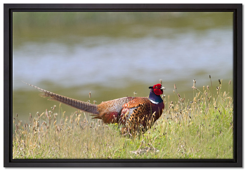 Fasan auf Frühlingswiese auf Leinwandbild gerahmt Größe 60x40