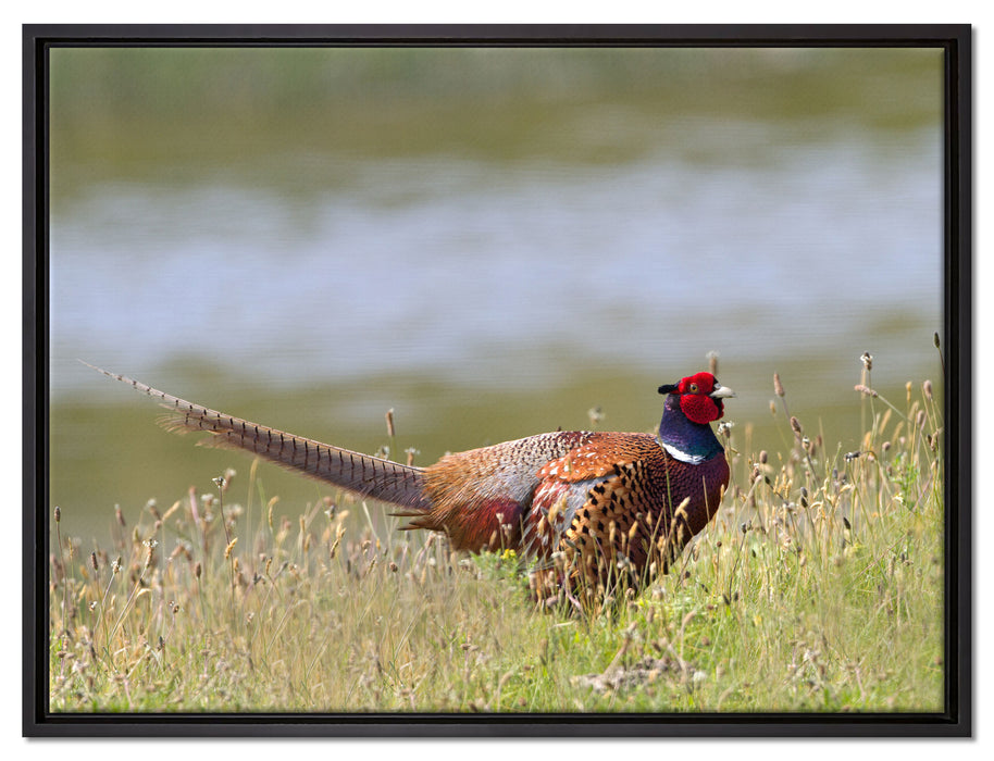 Fasan auf Frühlingswiese auf Leinwandbild gerahmt Größe 80x60