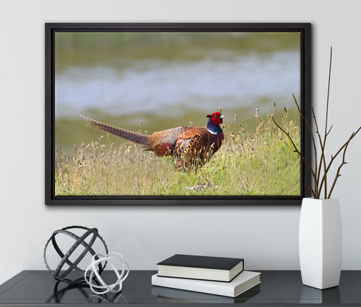 Fasan auf Frühlingswiese auf Leinwandbild gerahmt mit Kirschblüten