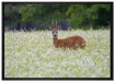 junger Hirsch auf Wildwiese auf Leinwandbild gerahmt Größe 100x70