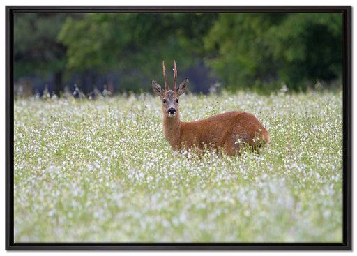 junger Hirsch auf Wildwiese auf Leinwandbild gerahmt Größe 100x70