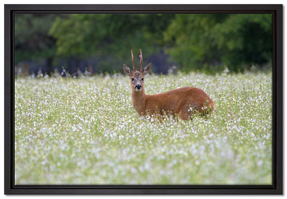 junger Hirsch auf Wildwiese auf Leinwandbild gerahmt Größe 60x40
