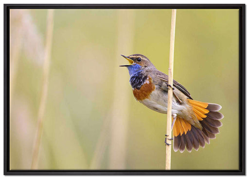 schönes kleines Blaukehlchen auf Leinwandbild gerahmt Größe 100x70