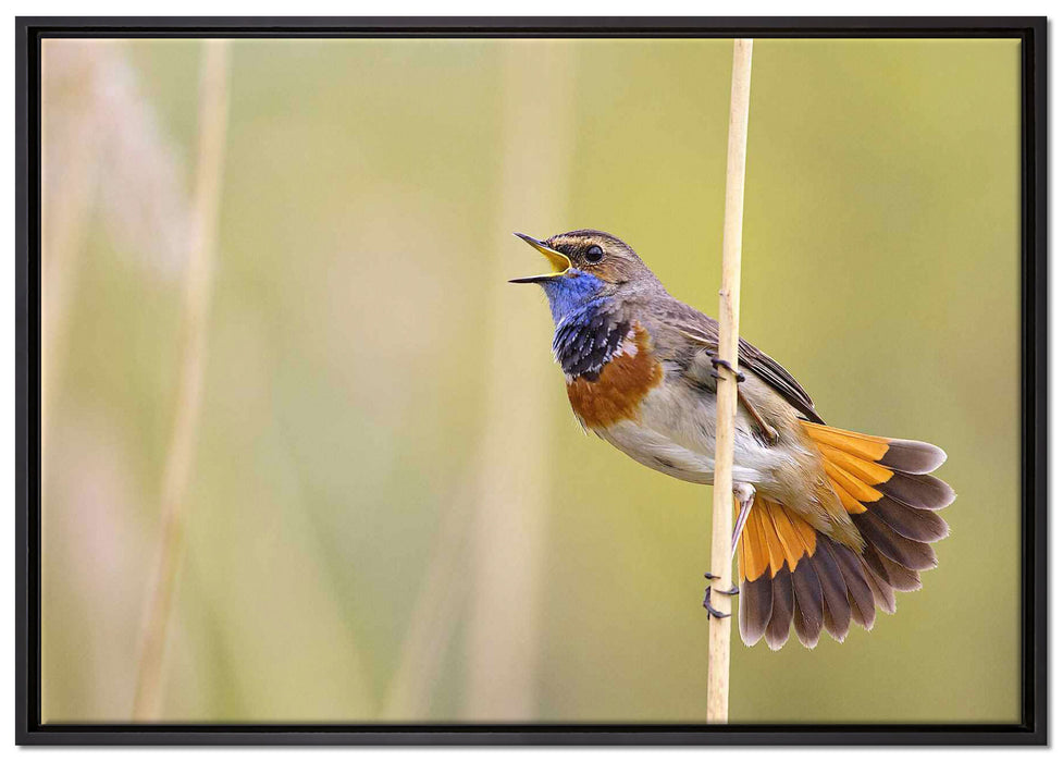 schönes kleines Blaukehlchen auf Leinwandbild gerahmt Größe 100x70
