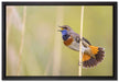 schönes kleines Blaukehlchen auf Leinwandbild gerahmt Größe 60x40
