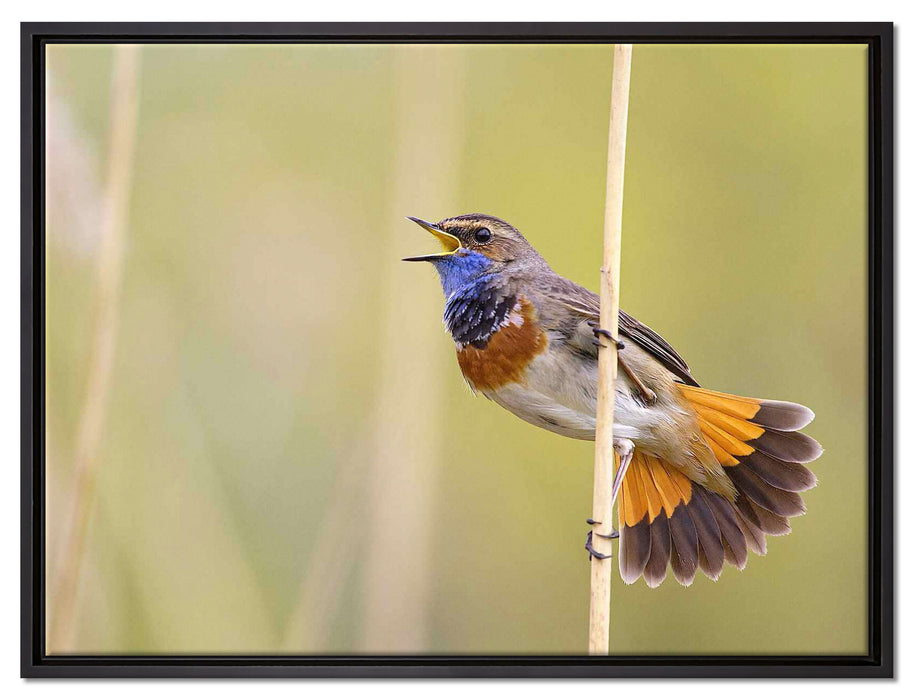 schönes kleines Blaukehlchen auf Leinwandbild gerahmt Größe 80x60