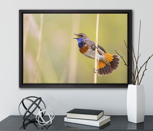 schönes kleines Blaukehlchen auf Leinwandbild gerahmt mit Kirschblüten