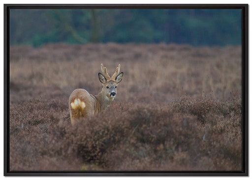 junger Hirsch auf dunkler Wiese auf Leinwandbild gerahmt Größe 100x70
