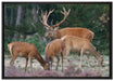 Hirschfamilie auf Waldlichtung auf Leinwandbild gerahmt Größe 100x70