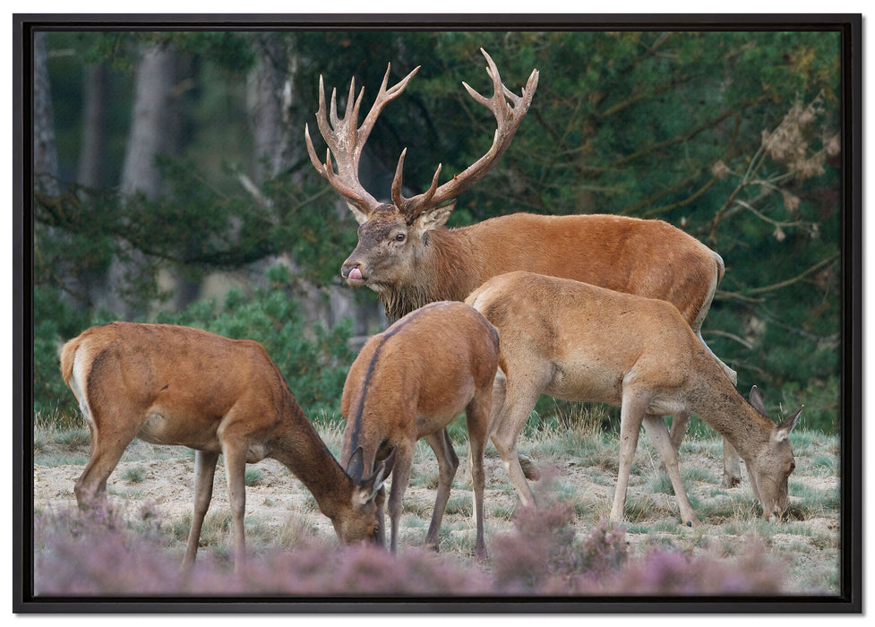Hirschfamilie auf Waldlichtung auf Leinwandbild gerahmt Größe 100x70