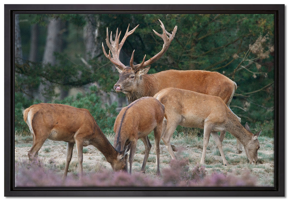 Hirschfamilie auf Waldlichtung auf Leinwandbild gerahmt Größe 60x40