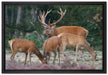 Hirschfamilie auf Waldlichtung auf Leinwandbild gerahmt Größe 60x40