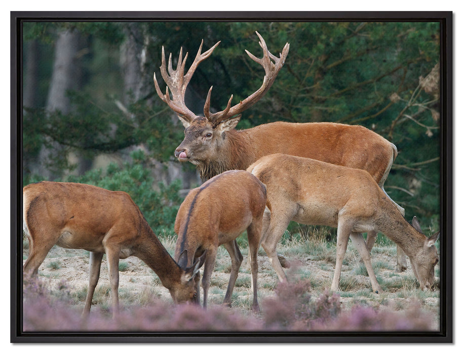 Hirschfamilie auf Waldlichtung auf Leinwandbild gerahmt Größe 80x60