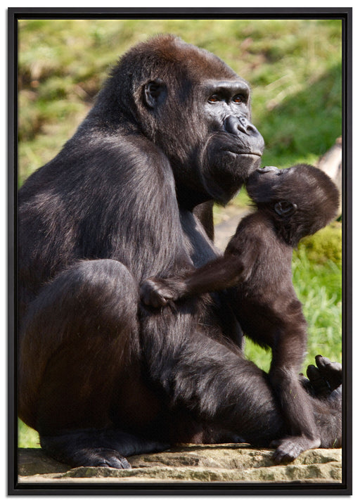 Gorilla-Baby küsst seine Mutter auf Leinwandbild gerahmt Größe 100x70